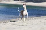 WHIPPET 175